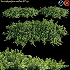 arctostaphylos manzanita emerald carpet