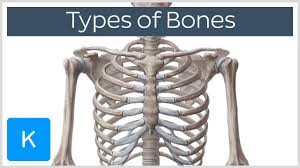 How many bones do you have at birth?* Types Of Bones In The Human Skeleton Human Anatomy Kenhub Youtube