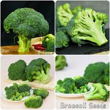hybrid broccoli seeds vegetable seeds