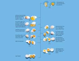 The_egg_chart