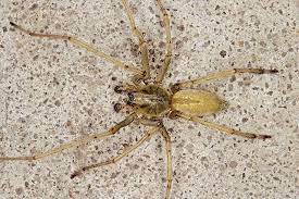 Get Rid Of Basement Spiders Green