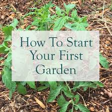 Vegetable Garden For Beginners