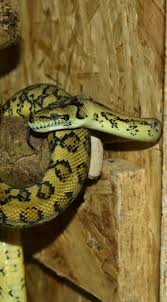 snake morelia bredli carpet python
