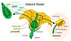 style of a flower anatomy function
