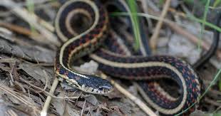explore missouri garter snake