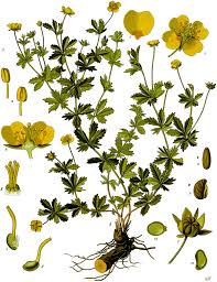 Potentilla erecta - Wikipedia