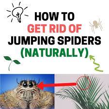 How To Get Rid Of Jumping Spiders In