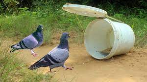 simple pigeon trap using plastic bucket