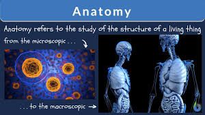 anatomy definition and exles