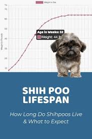 shih poo overview of pricing