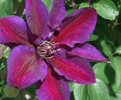 The usda hardiness scale assigns plants a number from 1 to 12 representing the minimum. The Complete Clematis Growing Guide The Impatient Gardener
