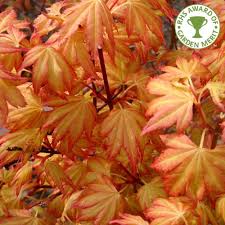 So you decided to decorate your room giving it a natural outlook. Acer Palmatum Orange Dream Buy Orange Japanese Maple Trees