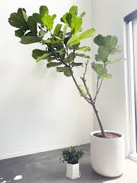 care for a finicky fiddle leaf fig tree