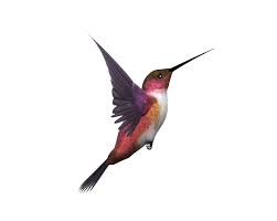 Flying Bird PNG Transparent Images | PNG All