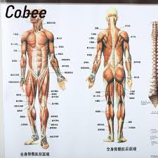 Anatomy Muscles Poster 60x80cm Muscle System Chart Hospital Muscle System Posters