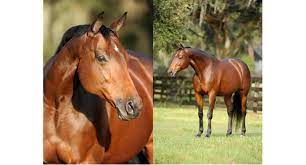 lynn palm quarter horses in dressage