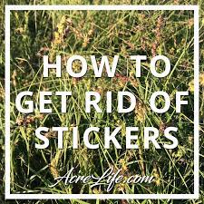 get rid of stickers or sand burrs