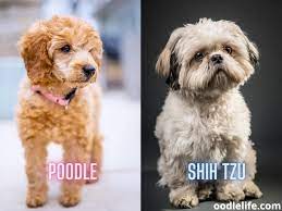 teacup poodle mixed with shih tzu