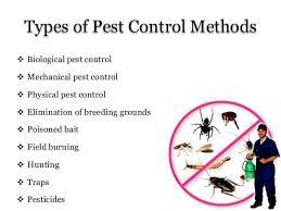 Ant Pest Control Spring Hill
