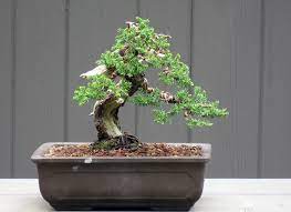 a guide to juniper bonsai care