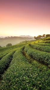 tea plantation bonito cool good
