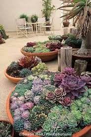 Cactus Succulent Bowls Succulents