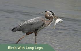 long legged birds 16 most common