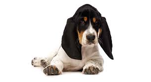The basset hound is one of the gentlest dogs around. Is The Miniature Basset Hound The Right Dog For You