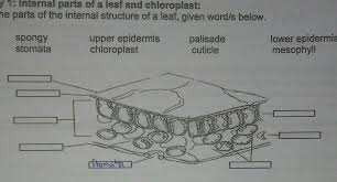 internal structure of a leaf