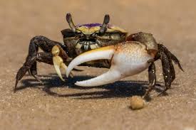 fiddler crab a beginner s