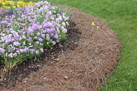 Weed Management In Annual Color Beds