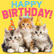 little kittens happy birthday video