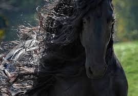 nejkrásnější kůň na sete location