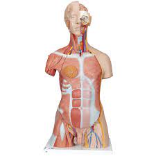Showing this variation will prevent your these diagrams of the male and female torso show their proportions. Human Torso Model Life Size Torso Model Anatomical Teaching Torso Dual Sex Muscled Torso Anatomical Torso With Muscle 31 Part Torso Model