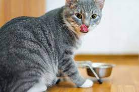 why does my cat lick food but not eat