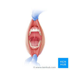 cavity anatomy tongue muscles