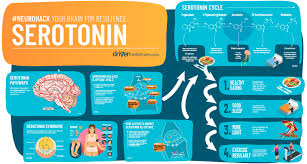 serotonin and its unusual role in the