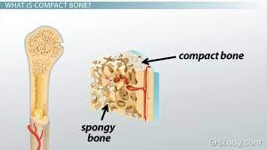 The remainder of the bone is formed by cancellous or spongy bone. Compact Bone Definition Structure Function Video Lesson Transcript Study Com