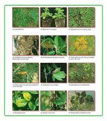 Image Result For Allintitle Lawn Disease Identification