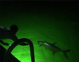 fishing for tarpon at dock lights in