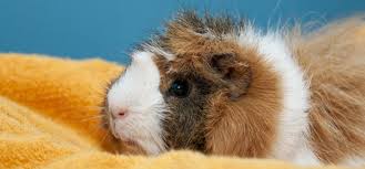 10 best guinea pig bedding alternatives