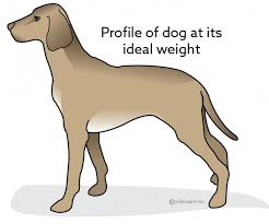 How to lose a guy in 10 days dog type. Creating A Weight Reduction Plan For Dogs Vca Animal Hospital