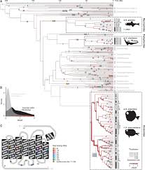 Vision Using Multiple Distinct Rod Opsins In Deep Sea Fishes