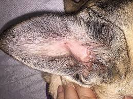 how to treat a dog ear infection at home