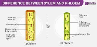 difference between xylem and phloem