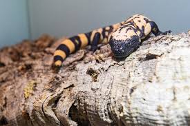 venomous lizard bred for the first time
