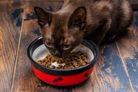 best cat feeding time and schedule
