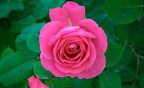 pink rose pink rose flower nature