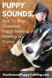 If you have asked your trainer or gone to website to find out why your puppy is whining or crying, you probably haven't received a straight answer. Puppy Sounds How To Stop Unwanted Puppy Barking Howling Or Crying Kaufmann S Puppy Training