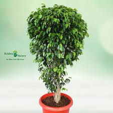 ficus black outdoor plant with red